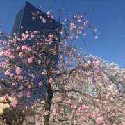 ヒメ日記 2025/04/09 12:35 投稿 かほ 愛姫～ラブひめ～