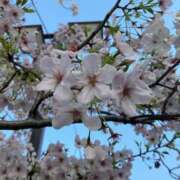 ヒメ日記 2025/04/02 14:11 投稿 亜子(あこ) 上野人妻城