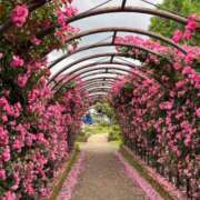 ヒメ日記 2025/05/30 19:17 投稿 斉藤やよい イエスグループ熊本 華女