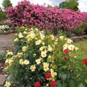 ヒメ日記 2025/06/30 11:09 投稿 斉藤やよい イエスグループ熊本 華女