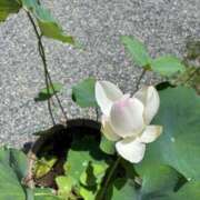 ヒメ日記 2025/08/01 07:42 投稿 斉藤やよい イエスグループ熊本 華女