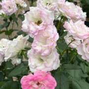 ヒメ日記 2025/08/19 09:59 投稿 斉藤やよい イエスグループ熊本 華女