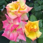 ヒメ日記 2025/09/05 20:43 投稿 斉藤やよい イエスグループ熊本 華女