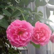 ヒメ日記 2025/09/15 20:04 投稿 斉藤やよい イエスグループ熊本 華女