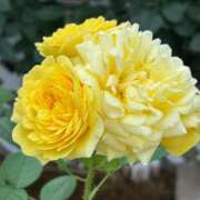 ヒメ日記 2025/09/28 09:55 投稿 斉藤やよい イエスグループ熊本 華女