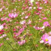 ヒメ日記 2025/10/09 08:11 投稿 斉藤やよい イエスグループ熊本 華女