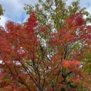 ヒメ日記 2025/10/31 09:41 投稿 斉藤やよい イエスグループ熊本 華女