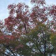 ヒメ日記 2025/11/29 14:43 投稿 斉藤やよい イエスグループ熊本 華女