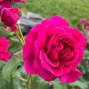 ヒメ日記 2025/12/02 15:00 投稿 斉藤やよい イエスグループ熊本 華女