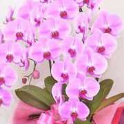 ヒメ日記 2026/01/26 11:00 投稿 斉藤やよい イエスグループ熊本 華女