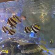 ヒメ日記 2026/02/05 08:11 投稿 斉藤やよい イエスグループ熊本 華女