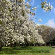 ヒメ日記 2025/04/10 18:29 投稿 穂村ゆい ハプニング痴漢電車or全裸入室