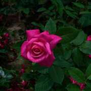 ヒメ日記 2025/06/05 11:25 投稿 れん☆ギャップにドハマり☆ アネキャンモード