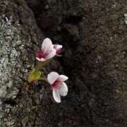 ヒメ日記 2025/04/09 03:00 投稿 るい でりどす