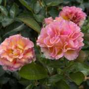 ヒメ日記 2025/05/26 16:37 投稿 るい でりどす