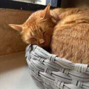 ヒメ日記 2025/10/18 22:01 投稿 かな 今から乳首を犯しにいってもいいですか？大阪店