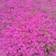 ヒメ日記 2025/04/27 09:00 投稿 ちあき 奥鉄オクテツ神奈川店（デリヘル市場グループ）