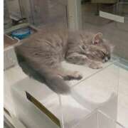 ヒメ日記 2025/05/17 00:00 投稿 ちあき 奥鉄オクテツ神奈川店（デリヘル市場グループ）