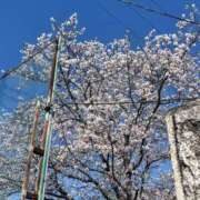 ヒメ日記 2025/04/09 19:06 投稿 ことは先生 女教師