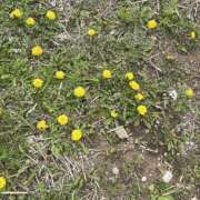 ヒメ日記 2025/04/11 15:45 投稿 ことは先生 女教師