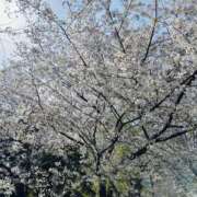 ヒメ日記 2025/04/06 18:33 投稿 ゆま 東京人妻セレブリティ（ユメオト）