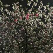 ヒメ日記 2025/04/04 16:37 投稿 るな アイビーム