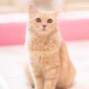 ヒメ日記 2025/05/31 17:40 投稿 あん さくらん