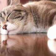 ヒメ日記 2025/06/09 16:35 投稿 あん さくらん