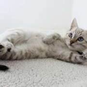 ヒメ日記 2025/06/24 18:02 投稿 あん さくらん