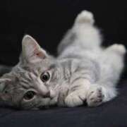 ヒメ日記 2025/07/10 19:05 投稿 あん さくらん