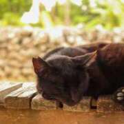 ヒメ日記 2025/07/28 20:10 投稿 あん さくらん