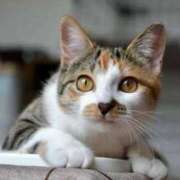 ヒメ日記 2025/08/07 19:57 投稿 あん さくらん