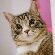 ヒメ日記 2025/10/17 19:43 投稿 あん さくらん