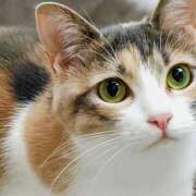 ヒメ日記 2025/12/15 19:06 投稿 あん さくらん