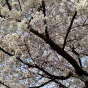 ヒメ日記 2025/04/08 12:26 投稿 児玉晴美(こだまはるみ) 五十路マダムエクスプレス厚木店(カサブランカグループ)