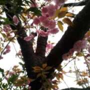 ヒメ日記 2025/04/12 13:02 投稿 児玉晴美(こだまはるみ) 五十路マダムエクスプレス厚木店(カサブランカグループ)