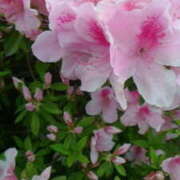 ヒメ日記 2025/04/29 12:06 投稿 児玉晴美(こだまはるみ) 五十路マダムエクスプレス厚木店(カサブランカグループ)