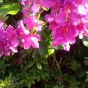 ヒメ日記 2025/05/04 15:38 投稿 児玉晴美(こだまはるみ) 五十路マダムエクスプレス厚木店(カサブランカグループ)