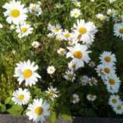 ヒメ日記 2025/05/24 20:38 投稿 児玉晴美(こだまはるみ) 五十路マダムエクスプレス厚木店(カサブランカグループ)