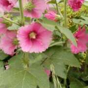 ヒメ日記 2025/05/27 18:20 投稿 児玉晴美(こだまはるみ) 五十路マダムエクスプレス厚木店(カサブランカグループ)