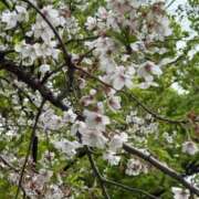 ヒメ日記 2026/04/06 12:50 投稿 錦城 BBW錦糸町店