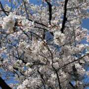 ヒメ日記 2026/04/11 10:37 投稿 楓★(二輪車可） プリマドンナ