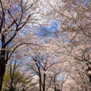 美桜奈(みおな) 🌸美しい桜🌸 人妻出逢い会 百合の園 山の手本店