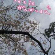 ヒメ日記 2025/04/07 06:45 投稿 みい 西東京市小平ちゃんこ