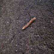 ヒメ日記 2025/07/12 09:12 投稿 みい 西東京市小平ちゃんこ