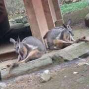 ヒメ日記 2025/08/15 05:48 投稿 みい 西東京市小平ちゃんこ