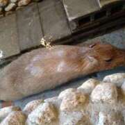 ヒメ日記 2025/09/15 22:00 投稿 みい 西東京市小平ちゃんこ