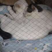 ヒメ日記 2025/11/02 14:02 投稿 みい 西東京市小平ちゃんこ