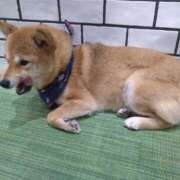 ヒメ日記 2026/01/15 21:39 投稿 みい 西東京市小平ちゃんこ