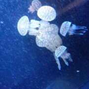 ヒメ日記 2026/04/03 23:15 投稿 みい 西東京市小平ちゃんこ